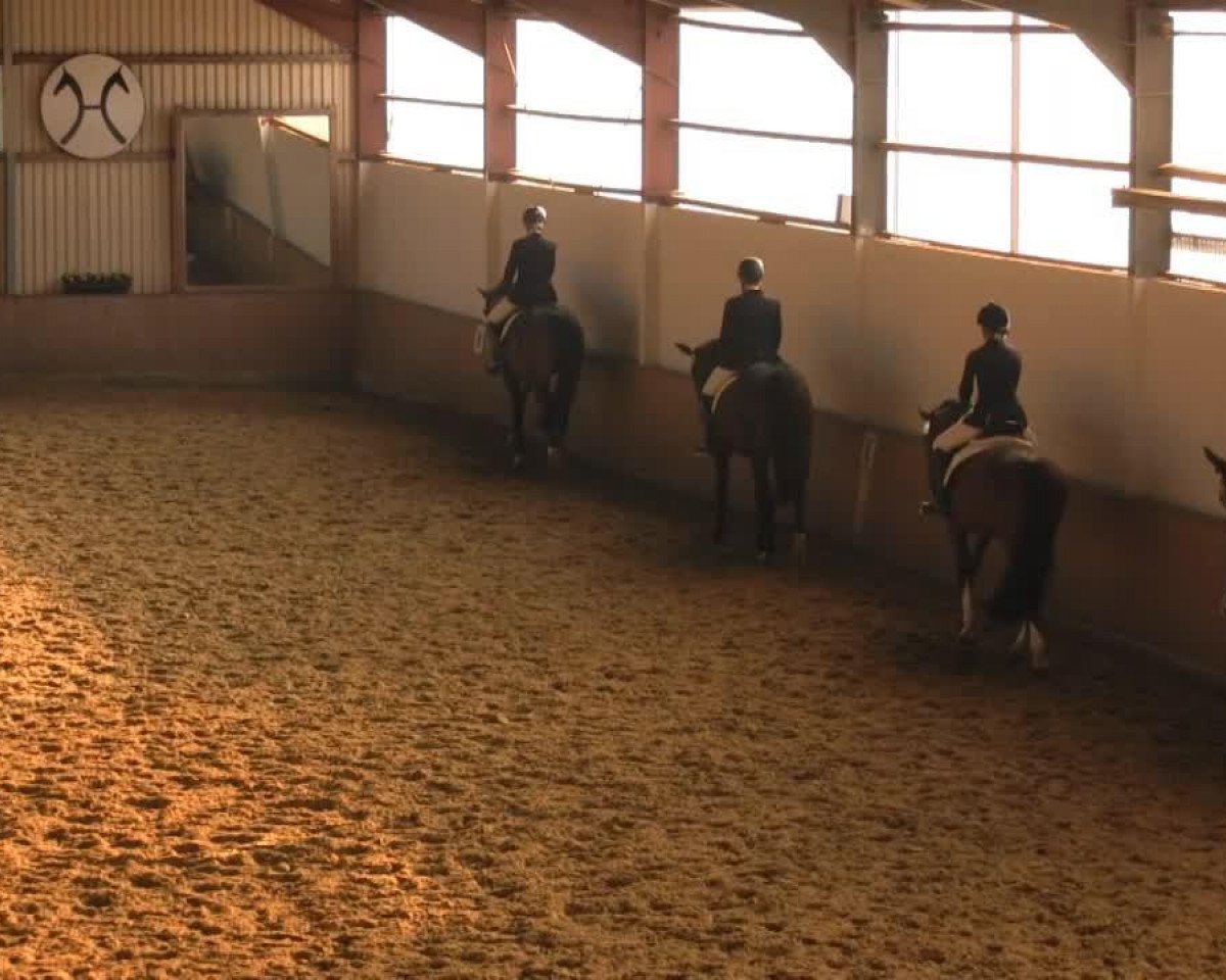 dressage horse Caessedy (Westphalian, 2002, from Casparino)