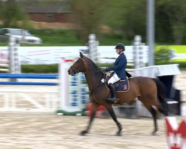Deckhengst Shooting Star (Oldenburger, 2007, von Sir Donnerhall I)