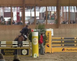 Cavallo da salto Thalisca S (Zangersheide Reitpferd, 2005, di Treasure Z)
