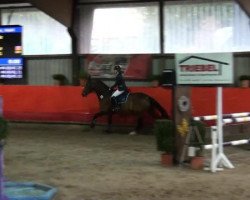 jumper Little Prärie (German Sport Horse, 2003, from Luxelot)