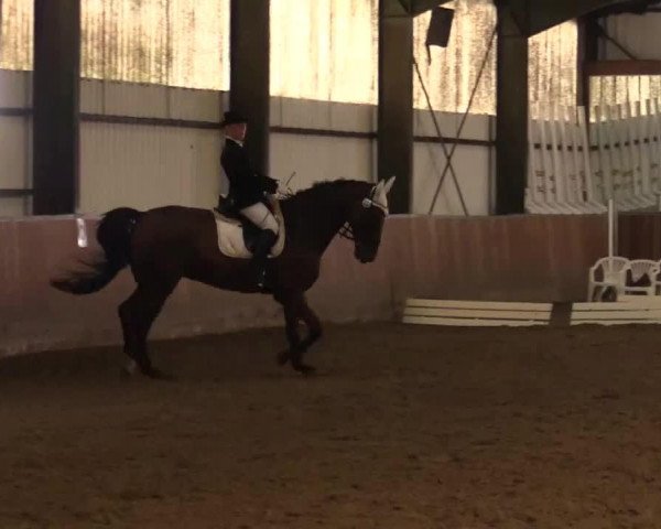 dressage horse Wayard H. Junior (Hanoverian, 1997, from Weyden)