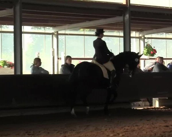 dressage horse Ricardo 416 (Rhinelander, 1999, from Rheinblick)