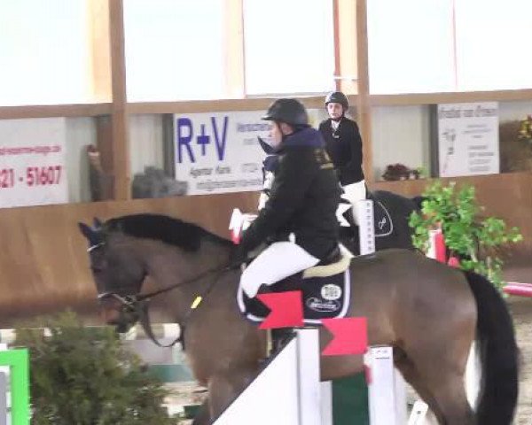 jumper Chep (Oldenburg show jumper, 2002, from Come On)