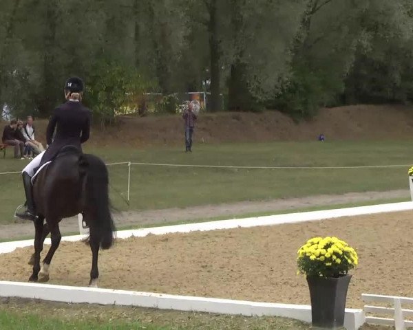 dressage horse Hilton (German Riding Pony, 1998, from Henry)