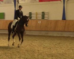 Cavallo da Dressage Livingston 22 (KWPN (Warmblood olandese), 2009, di Londondance)