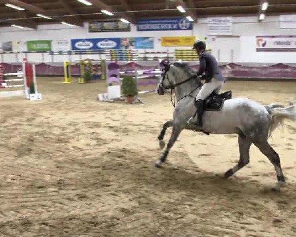 Springpferd Chartou (Holsteiner, 2006, von Cassini II) Springpferd Chartou (Holsteiner, 2006, von Cassini II)