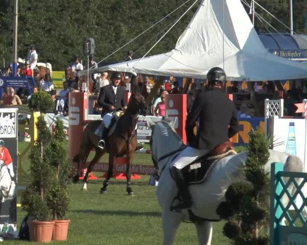 Springpferd Cantino 8 (Holsteiner, 2005, von Carambo)