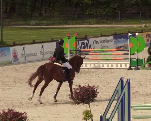 Reitturnier Westergellersen 2021