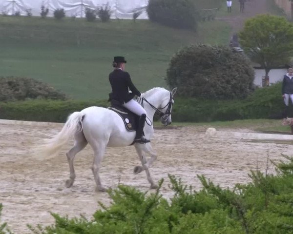 dressage horse Caetano 5 (Holsteiner, 1997, from Corofino I)