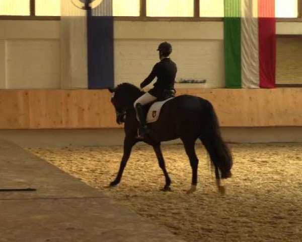 jumper Flipp-Flopp (German Sport Horse, 2006, from Ferman)