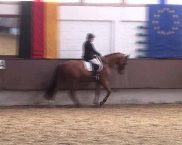 dressage horse Wincenzo 3 (Hanoverian, 2001, from Waterford)