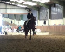 dressage horse Laureen for ever (Westphalian, 2005, from Laudabilis)