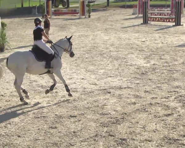 jumper L' esperance (Hanoverian, 2002, from Le Primeur)