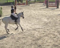 jumper L' esperance (Hanoverian, 2002, from Le Primeur)