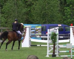 broodmare S-Caretina F (Holsteiner, 2002, from Caretino)