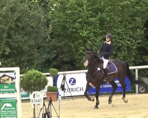 jumper Raffaello Santi 2 (Holsteiner, 2002, from Rheinsberg)