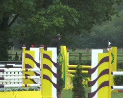 jumper Horse Gym's Concord (Bavarian, 2006, from Cristo)