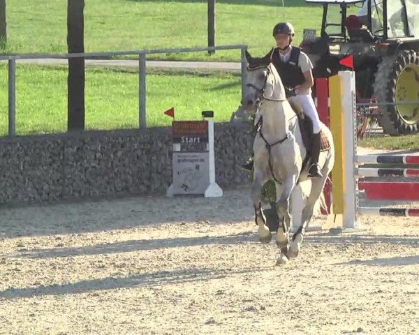 jumper Carryduff (Holsteiner, 1997, from Corofino I)