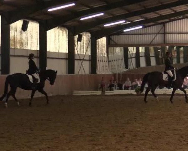 dressage horse Ams Concord (German Riding Pony, 1996, from Amarillys Sensation D)