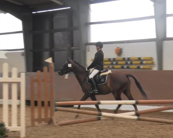 horse Dideridoo (German Riding Pony, 2002, from Dressman III)