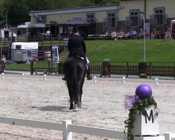 Dressurpferd Cordoba K (Rheinländer, 2000, von Cordino)