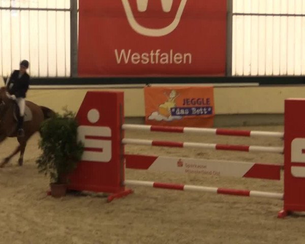 Springpferd Löwenherz 82 (Westfale, 2004, von Liebeszauber)