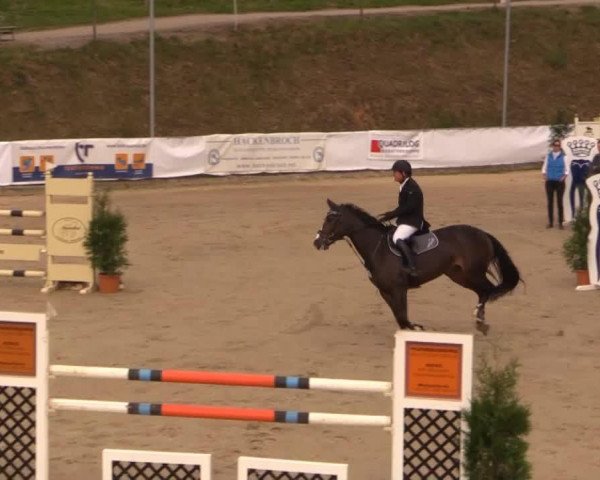 broodmare Coco Chanel G (Württemberger, 1994, from Coriano)