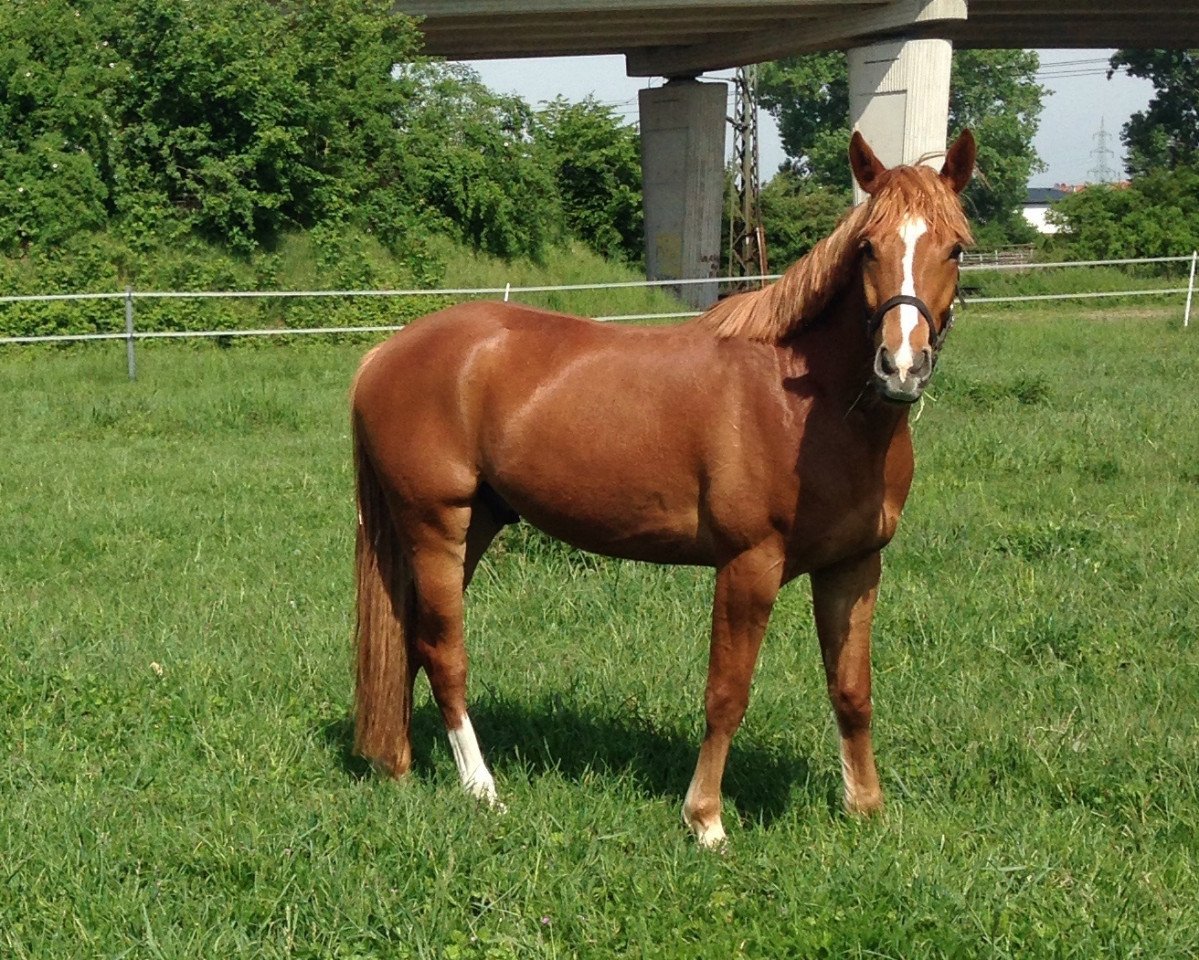 horse Pino (German Warmblood, 2010, from Amor)