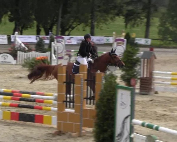 jumper Ekras Luciano (Norwegian Warmblood, 1998, from Laurin)