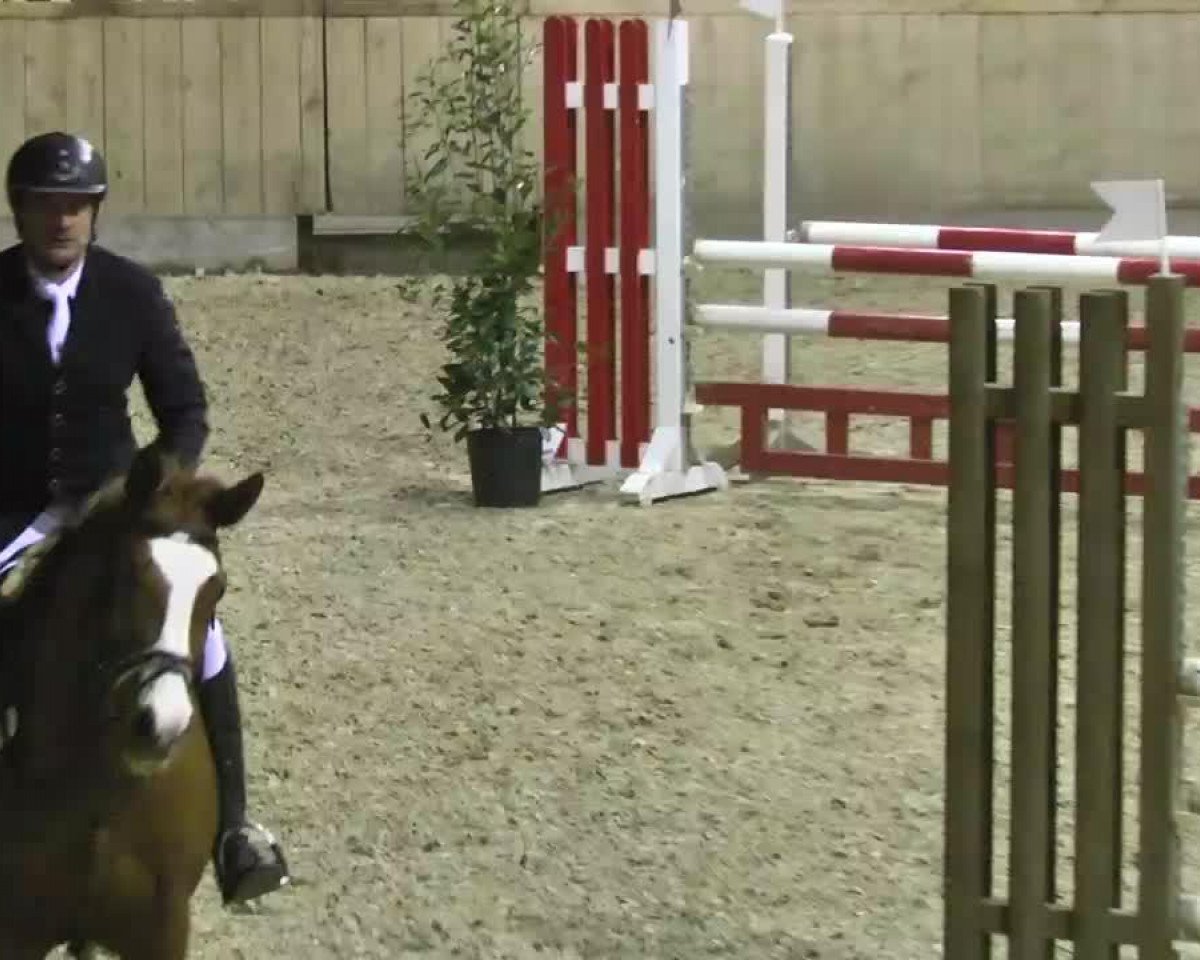 jumper Magic 195 (KWPN (Royal Dutch Sporthorse), 2004, from Matterhorn)