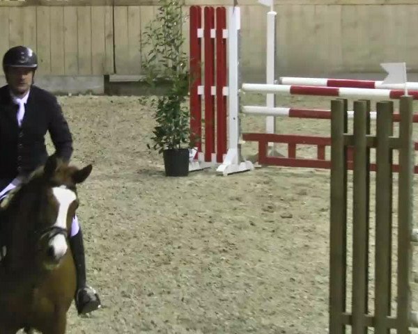 jumper Magic 195 (KWPN (Royal Dutch Sporthorse), 2004, from Matterhorn)