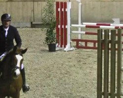 jumper Magic 195 (KWPN (Royal Dutch Sporthorse), 2004, from Matterhorn)