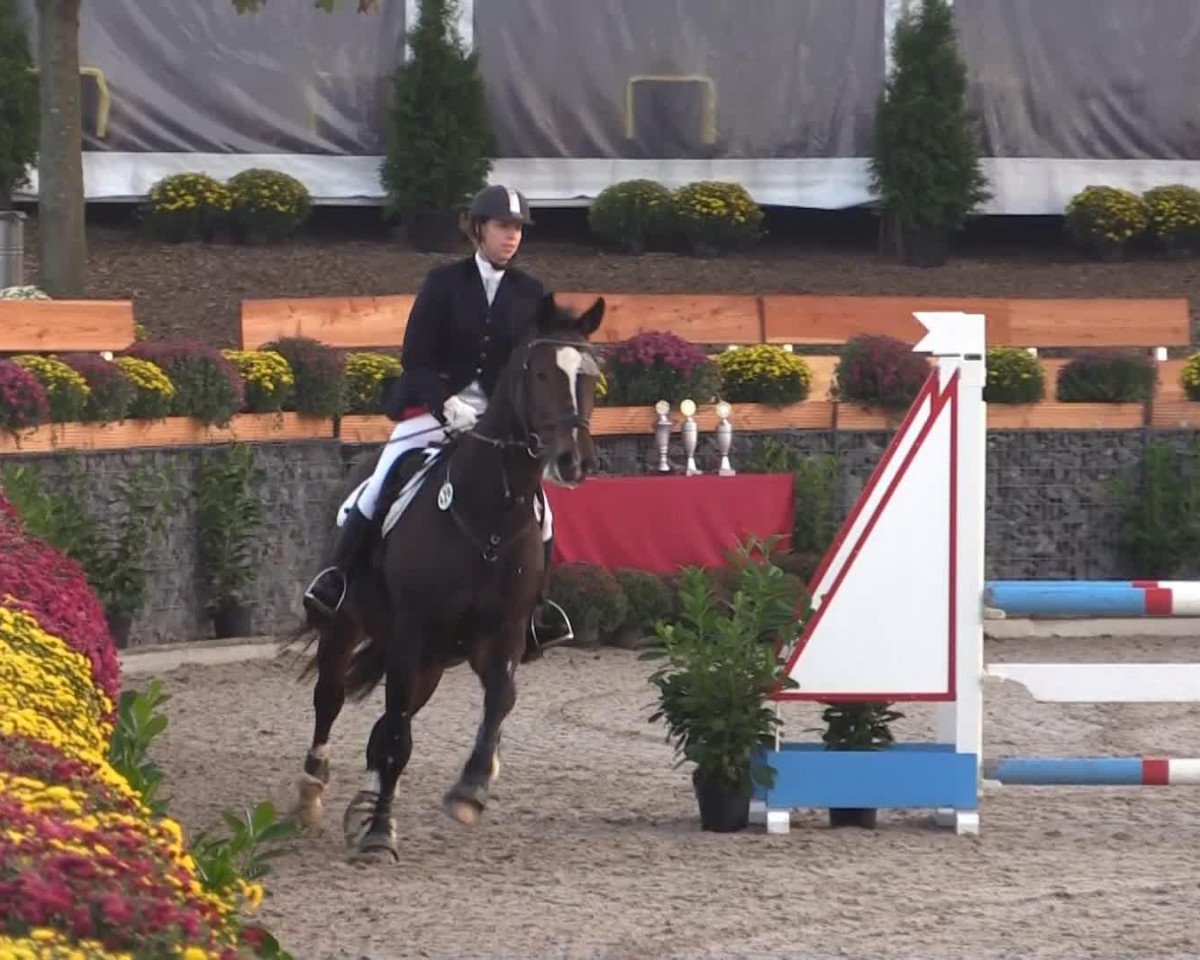 jumper Uron 3 (KWPN (Royal Dutch Sporthorse), 2001, from Osmium)