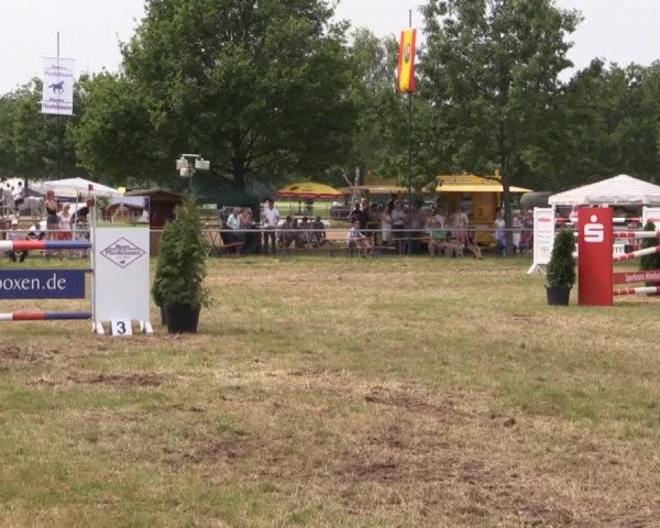 jumper Farina 957 (Hanoverian, 2006, from Ferro)