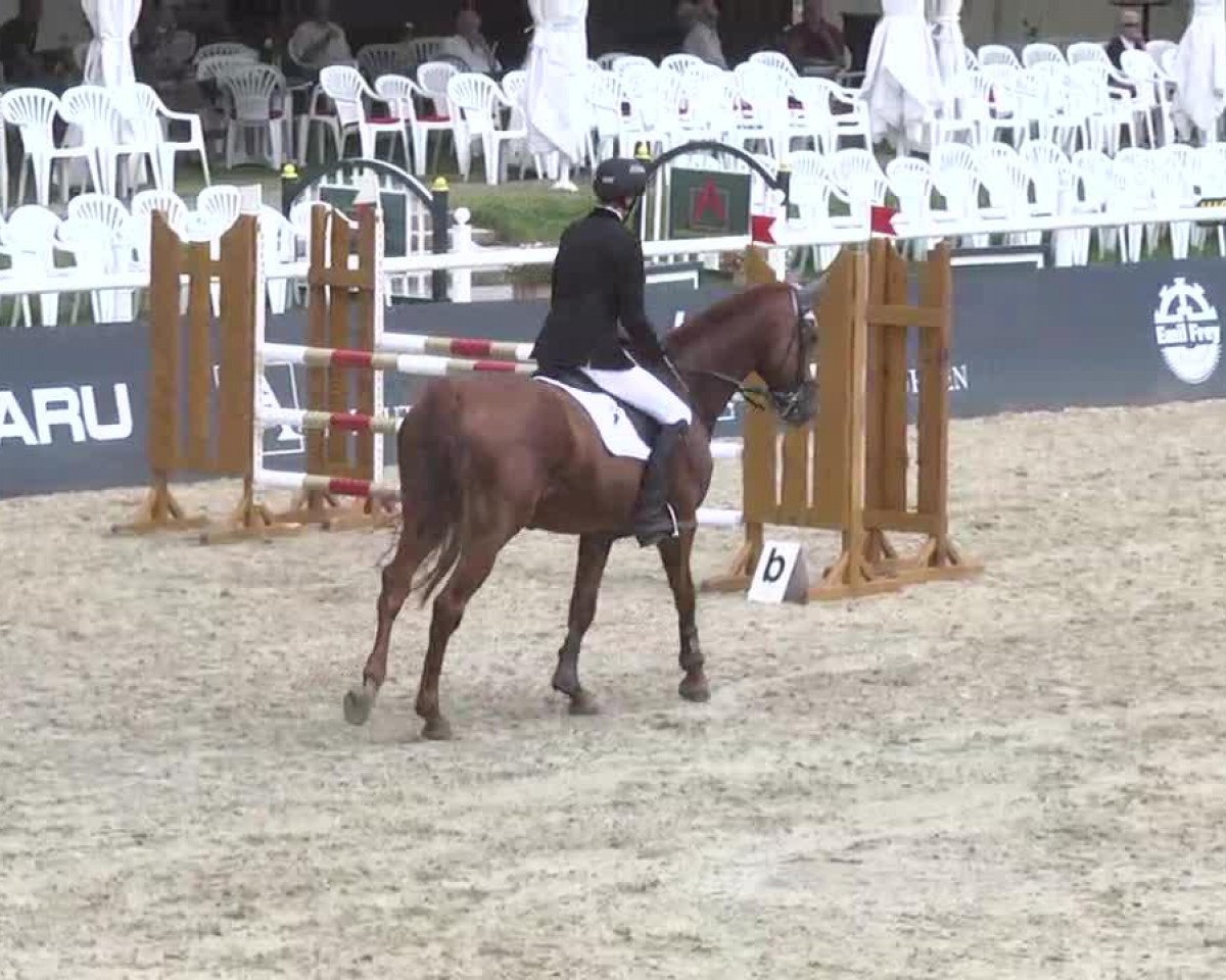 Springpferd Ad Hoc W (Hessisches Warmblut, 2003, von Accept)