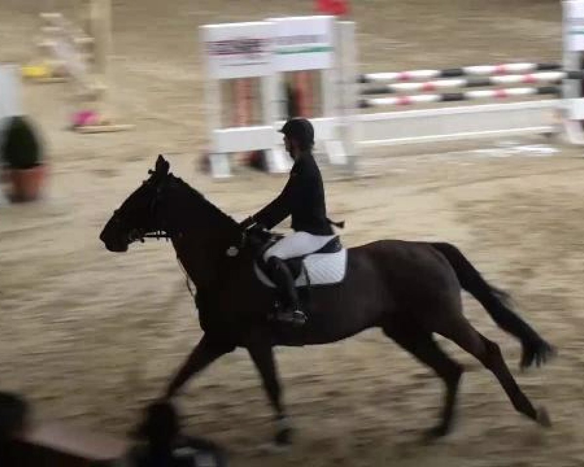 jumper Ladino 119 (Holsteiner, 1994, from Ladinos)