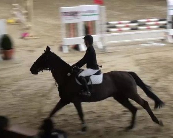jumper Ladino 119 (Holsteiner, 1994, from Ladinos)