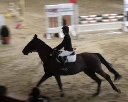 Springpferd Ladino 119 (Holsteiner, 1994, von Ladinos)