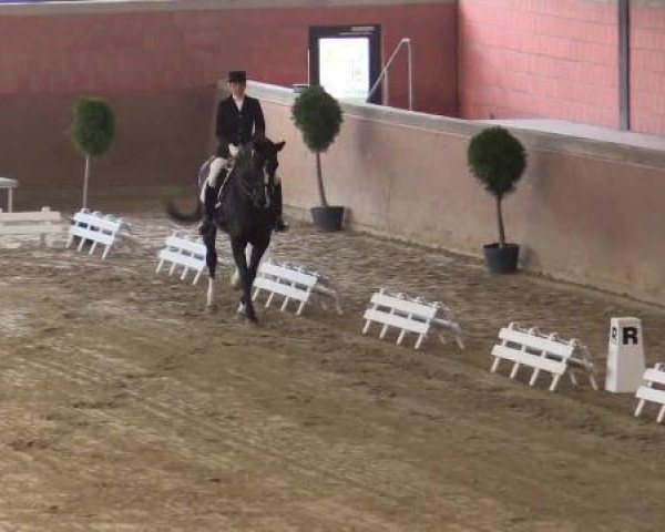 dressage horse Fiona Fay (Rhinelander, 2004, from Floribot)