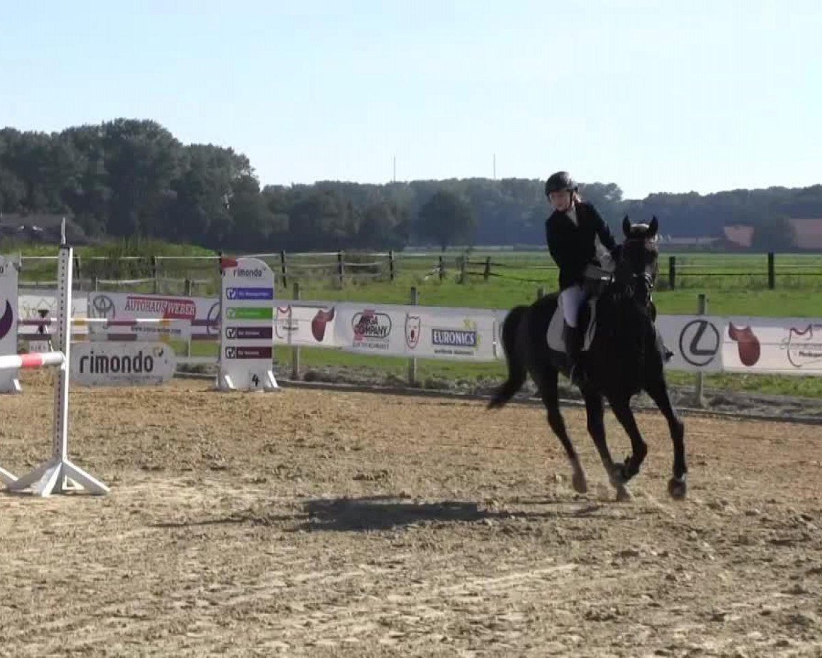 jumper Sanjoy (Westphalian, 2007, from Sandro Boy Junior)