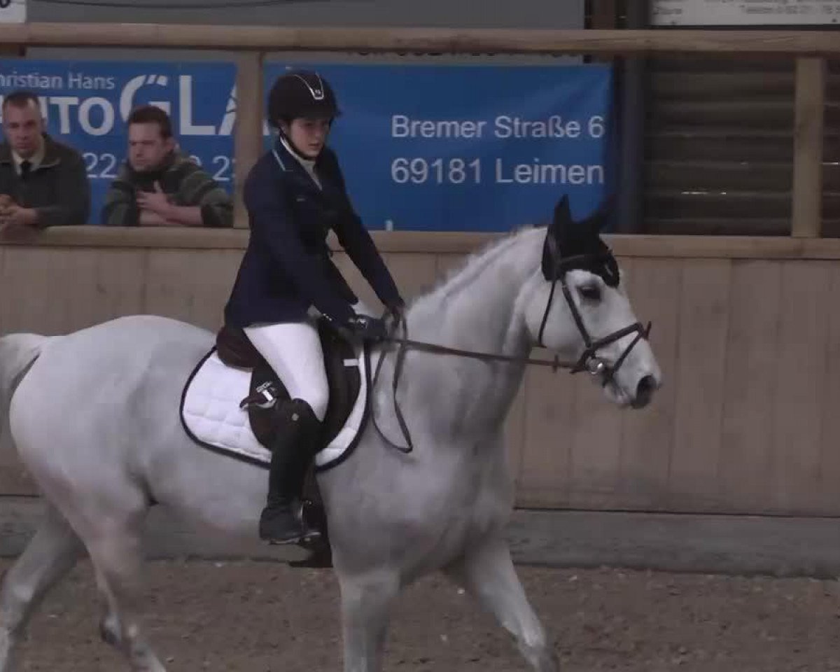 jumper Sanktus 2 (Hanoverian, 2004, from Satisfaction FRH)