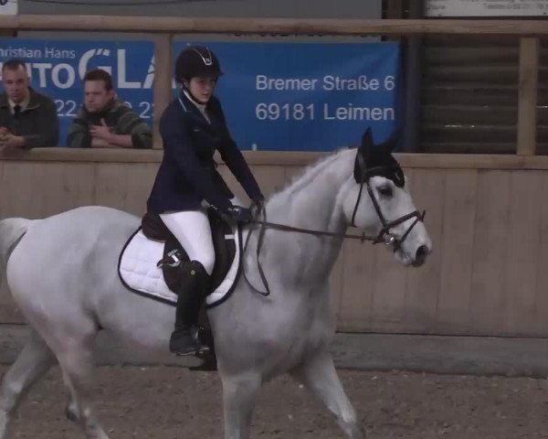 jumper Sanktus 2 (Hanoverian, 2004, from Satisfaction FRH) jumper Sanktus 2 (Hanoverian, 2004, from Satisfaction FRH)