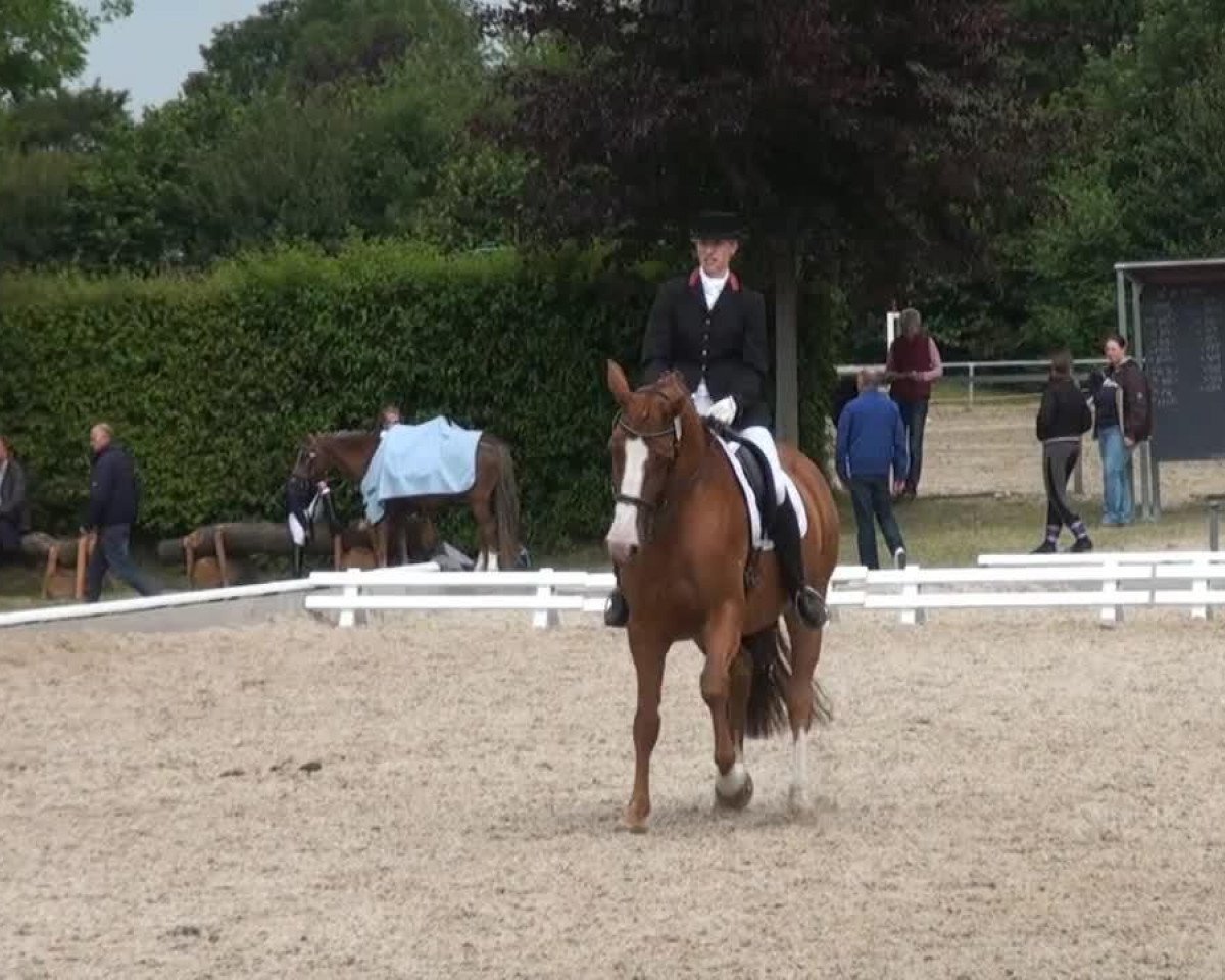 broodmare Chic Chic St (Westphalian, 2004, from Chin Chin)