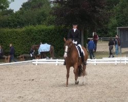 broodmare Chic Chic St (Westphalian, 2004, from Chin Chin)