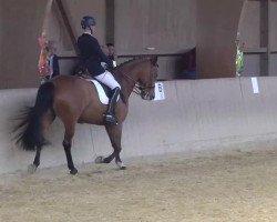 Dressurpferd Armani 251 (KWPN (Niederländisches Warmblut), 2005, von Future)