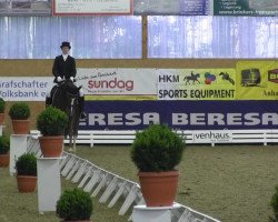 Dressurpferd Fairness 134 (Westfale, 2004, von Floresco NRW)