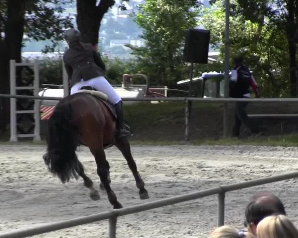 broodmare Aquilina (Hessian Warmblood, 2000, from Aquilino) broodmare Aquilina (Hessian Warmblood, 2000, from Aquilino)
