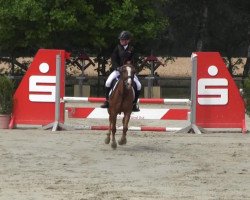 Springpferd Macao 26 (Deutsches Reitpony, 1997, von FS Maracaibo)