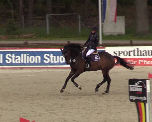 Reitturnier Westergellersen 2021