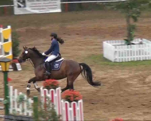 jumper Valentia 6 (Hanoverian, 2004, from Vulkano FRH) jumper Valentia 6 (Hanoverian, 2004, from Vulkano FRH)